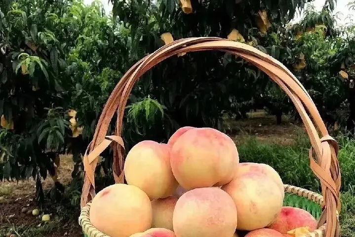 One-Day Seasonal Fruit Picking Tour in Shanghai