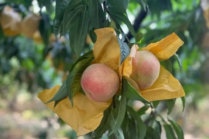 One-Day Seasonal Fruit Picking Tour in Shanghai