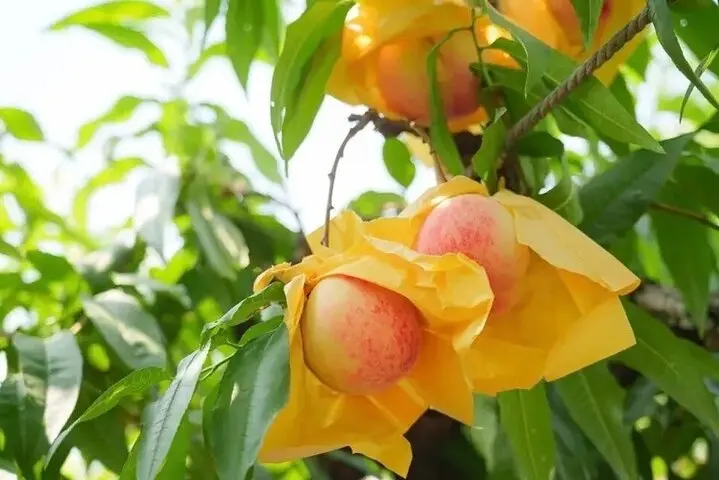 One-Day Seasonal Fruit Picking Tour in Shanghai